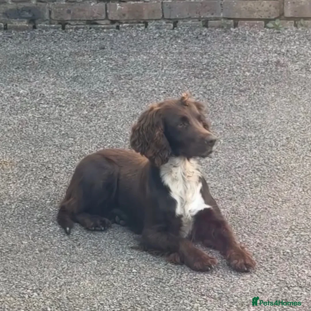 Sprocker dogs for sale: Beautiful boy cocker spainel  - Advert 2