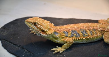 Bearded Dragon reptiles Various Hi End Bearded Dragons - Advert 3