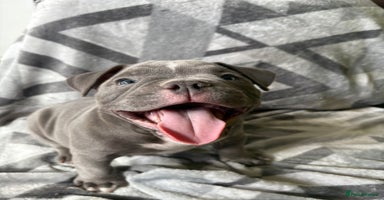 American Bully dogs - Advert 15
