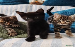 Mixed Breed cats for sale: Ch417dp  - Image 9