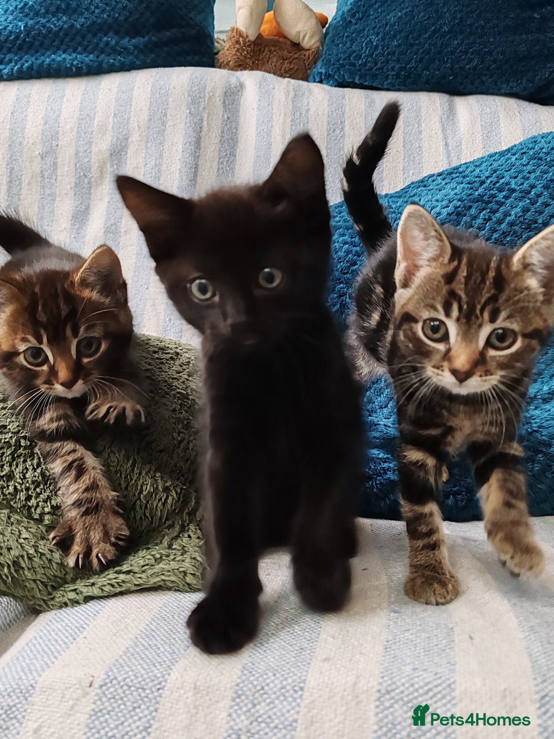 Mixed Breed cats for sale: Ch417dp  - Image 9