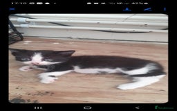 British Longhair cats for sale: Beautiful fluffy kittens - Image 7