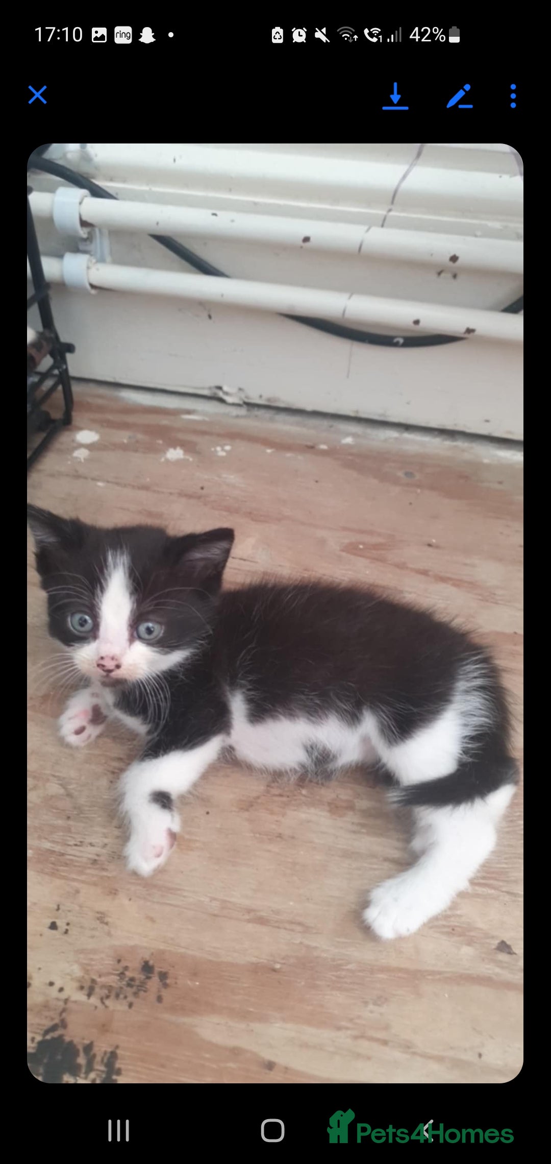 British Longhair cats for sale: Beautiful fluffy kittens - Image 7