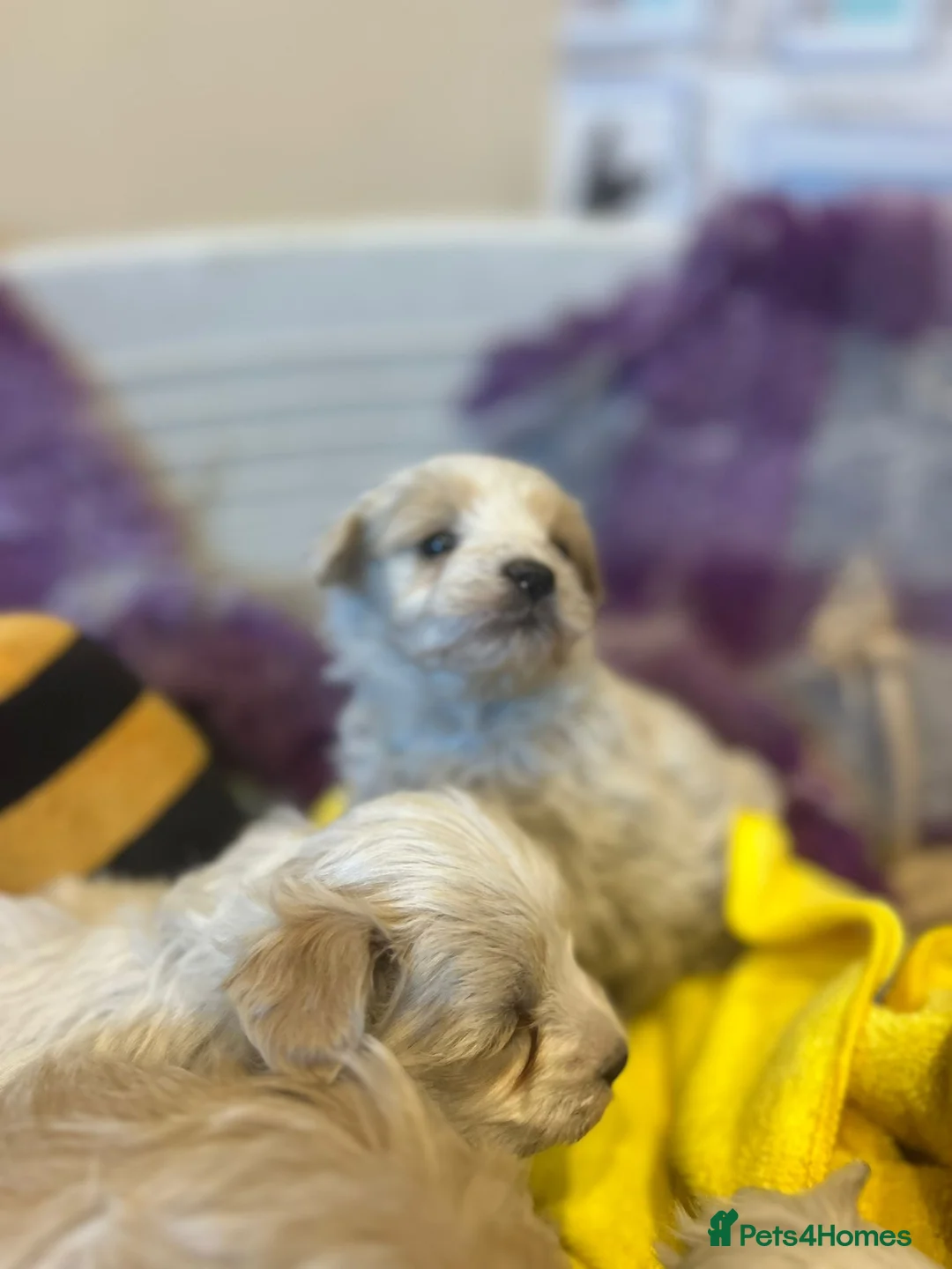 Maltese dogs for stud: Maltese kc champion lines health tested  for Stud  - Advert 21