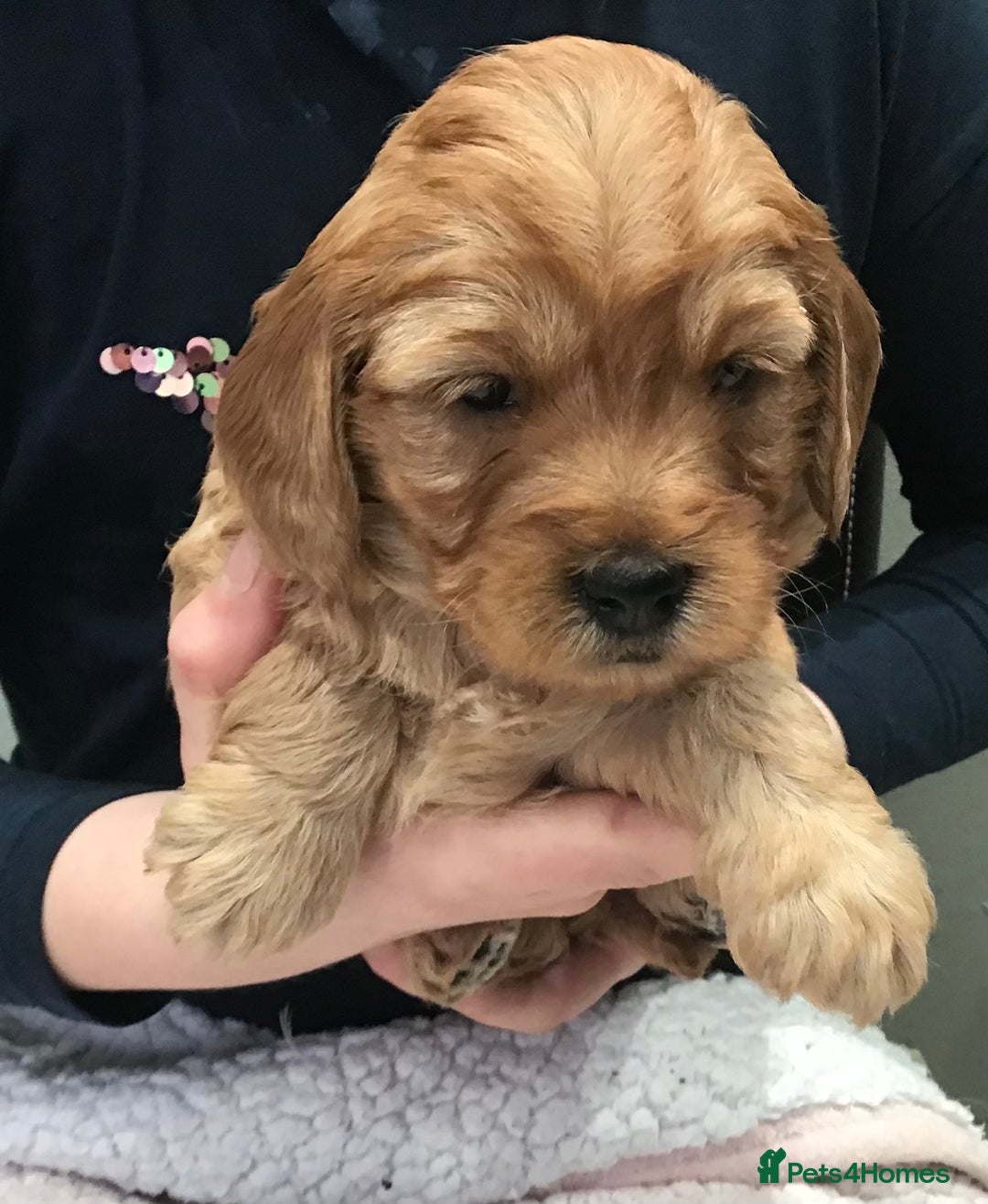 Labradoodle dogs for sale: 5* MINI F1B LABRADOODLE PUPPIES. - Advert 12