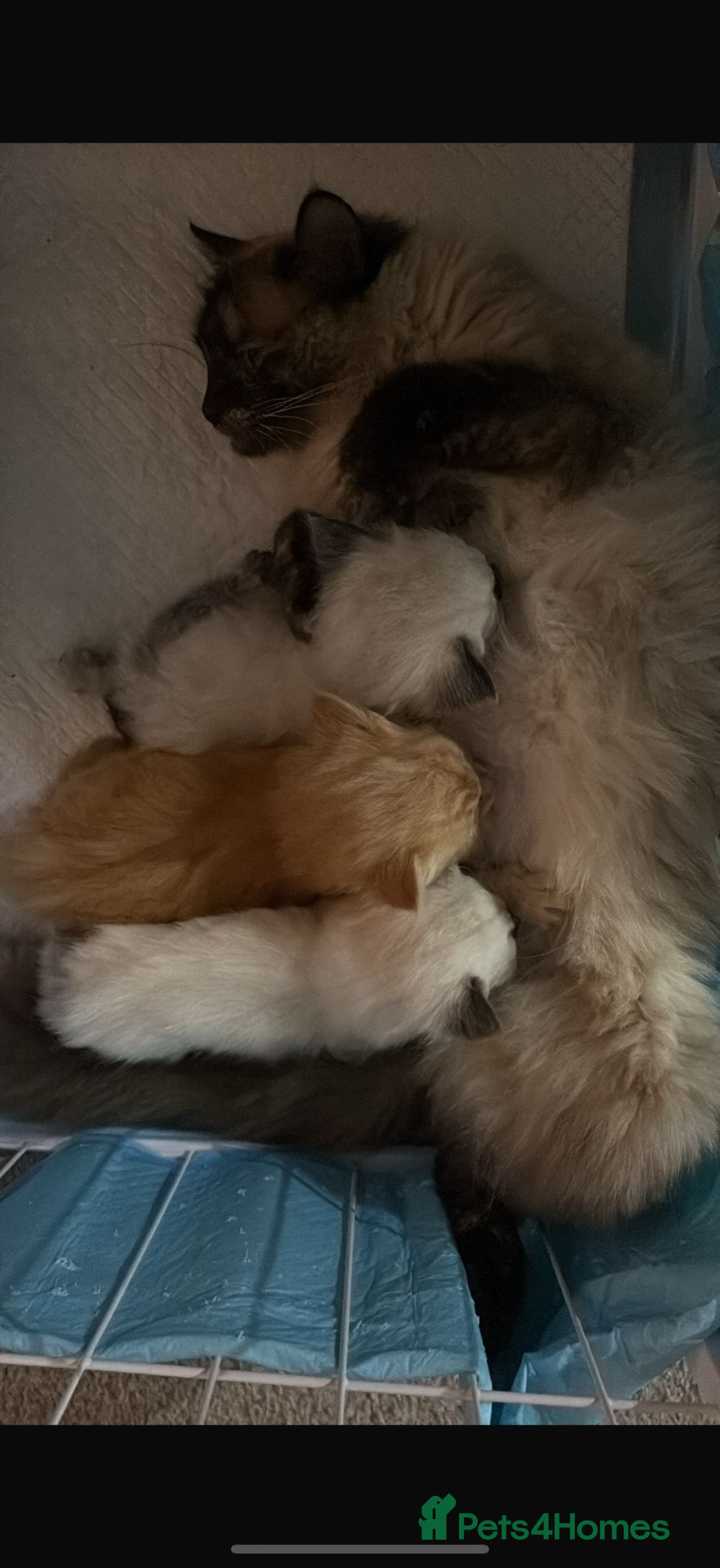Mixed Breed cats Beautiful Ragdoll Kittens for Sale – Ready Soon 🐾 - Advert 1