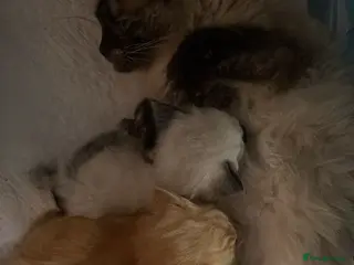 Mixed Breed cats Beautiful Ragdoll Kittens for Sale – Ready Soon 🐾 - Advert 1