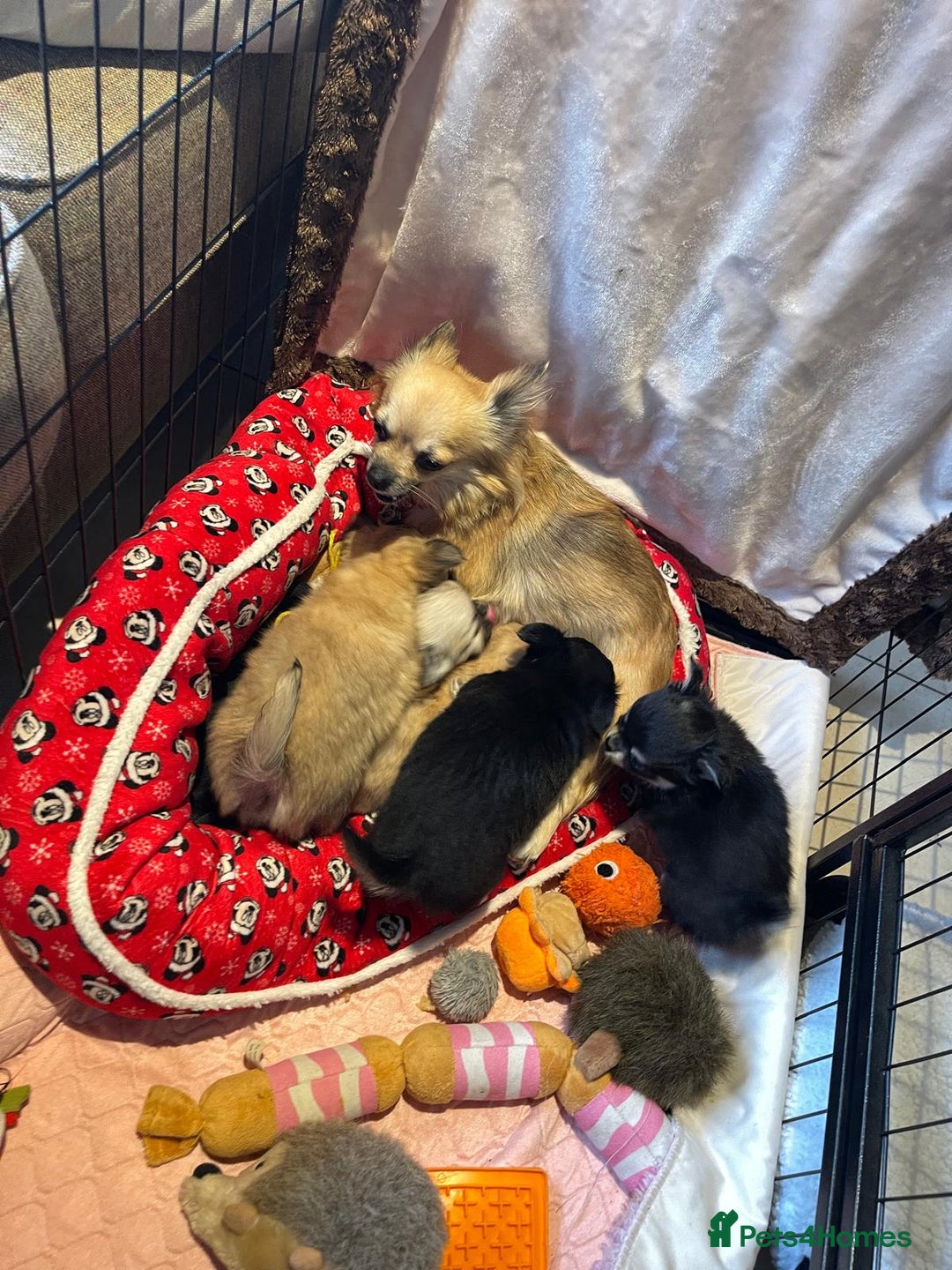 Chihuahua dogs for sale: CHIHUAHUA PUPPIES, 5 boys  - Advert 1