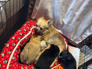 Chihuahua dogs CHIHUAHUA PUPPIES, 5 boys - Advert 2