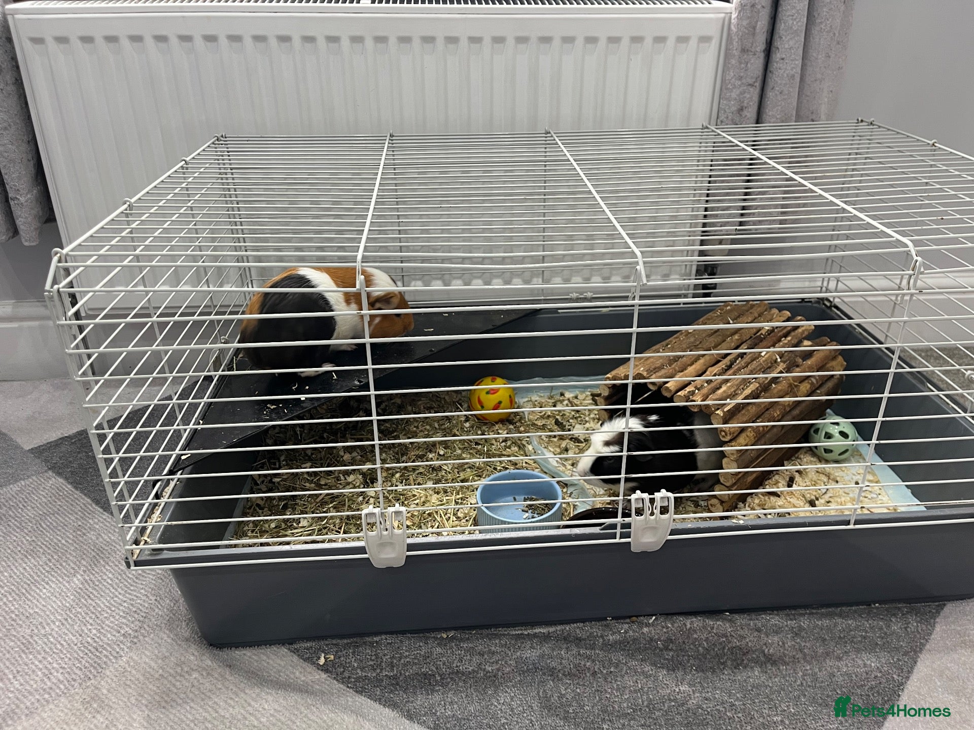Guinea Pig rodents for sale: 2 x male guinea pigs  - Advert 2