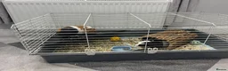 Guinea Pig rodents for sale: 2 x male guinea pigs  - Advert 1
