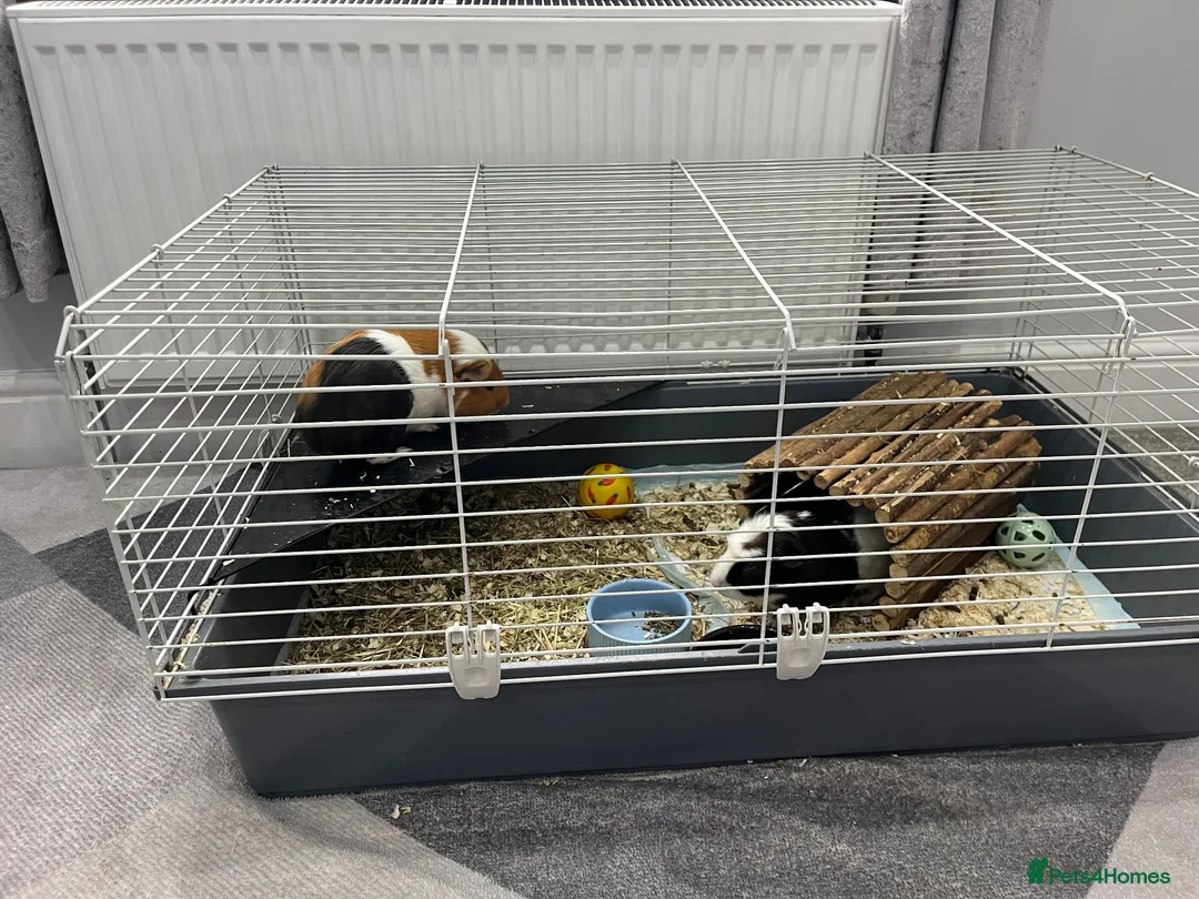 Guinea Pig rodents for sale: 2 x male guinea pigs  - Advert 1