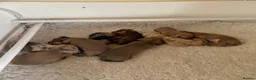 Dachshund dogs for sale: Standard Dachshund Puppies in Eye - Advert 27