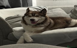 Siberian Husky dogs for sale: Siberian husky male (buck) - Image 13