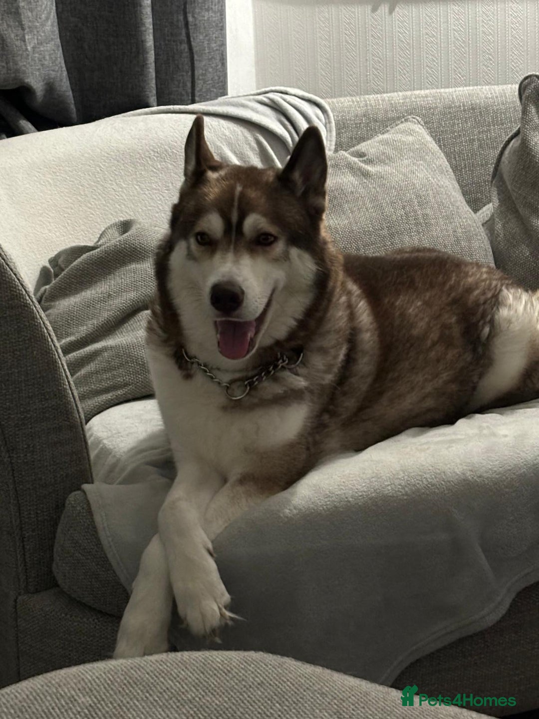 Siberian Husky dogs for sale: Siberian husky male (buck) - Image 13