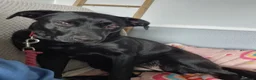 Mixed Breed dogs for adoption: FOSTER CALL:❤️NICOL❤️Energetic, Playful, Loving in Bude - Advert 3