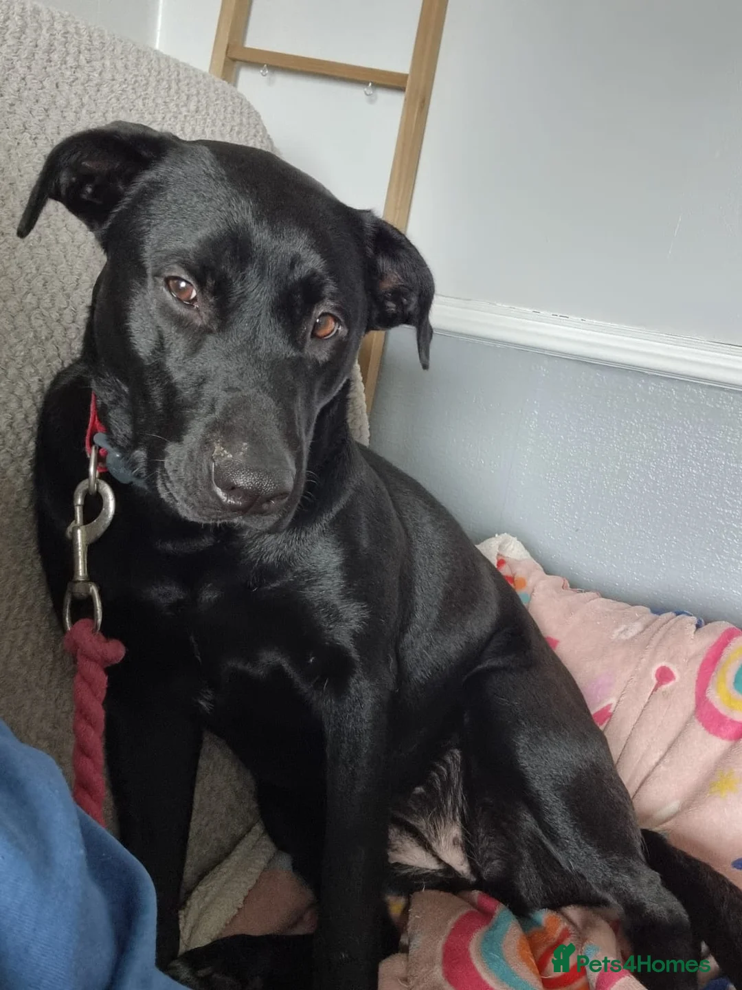 Mixed Breed dogs for adoption: FOSTER CALL:❤️NICOL❤️Energetic, Playful, Loving - Advert 2