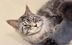 Maine Coon cats for stud: STUDY Beautiful Maine Coon, GCCF, TICA registered  in Ipswich - Image 6