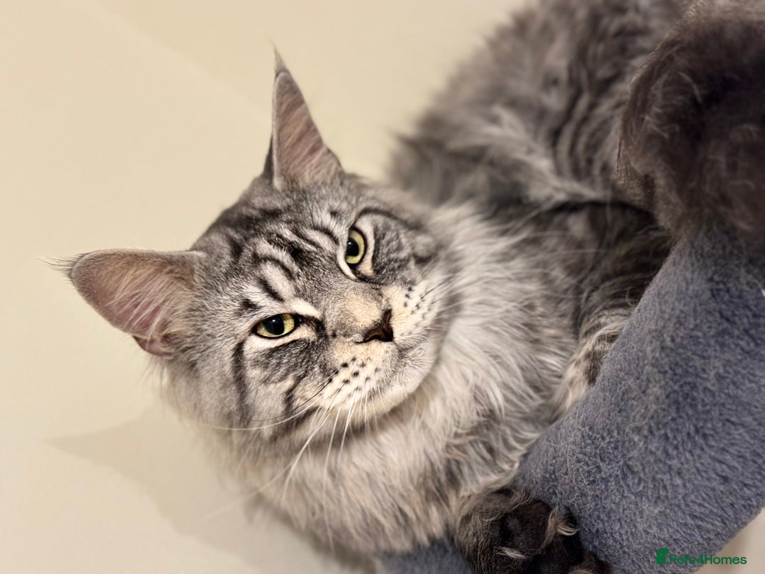 Maine Coon cats for stud: STUDY Beautiful Maine Coon, GCCF, TICA registered  in Ipswich - Image 6