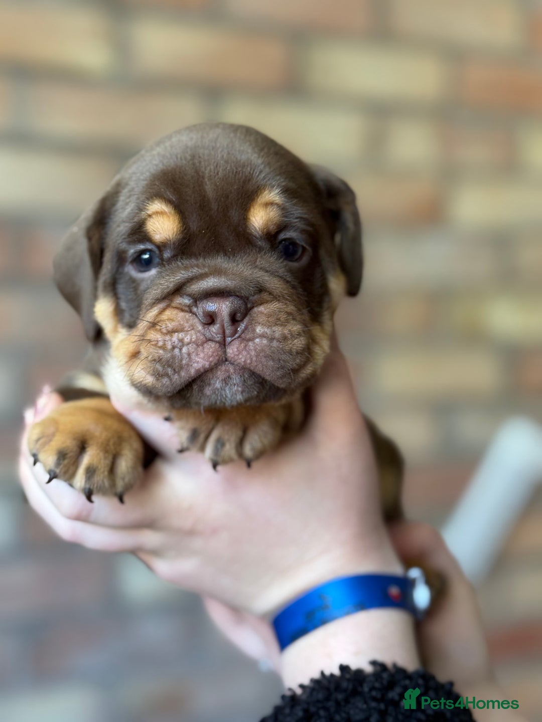 Mixed Breed dogs for sale: Bulldog de Bordeaux  - Image 6