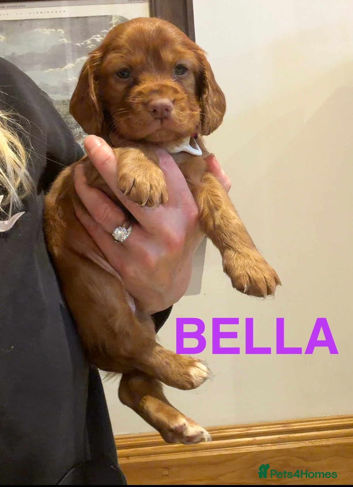 Cocker Spaniel dogs KC REGISTERED WORKING COCKER SPANIEL PUPPIES - Advert 2