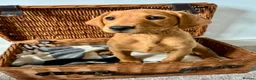 Labrador Retriever dogs for sale: Male Fox Red Puppies  - Advert 11