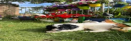 Sproodle dogs for sale: Puppy Parti Springerdoodle - Advert 5