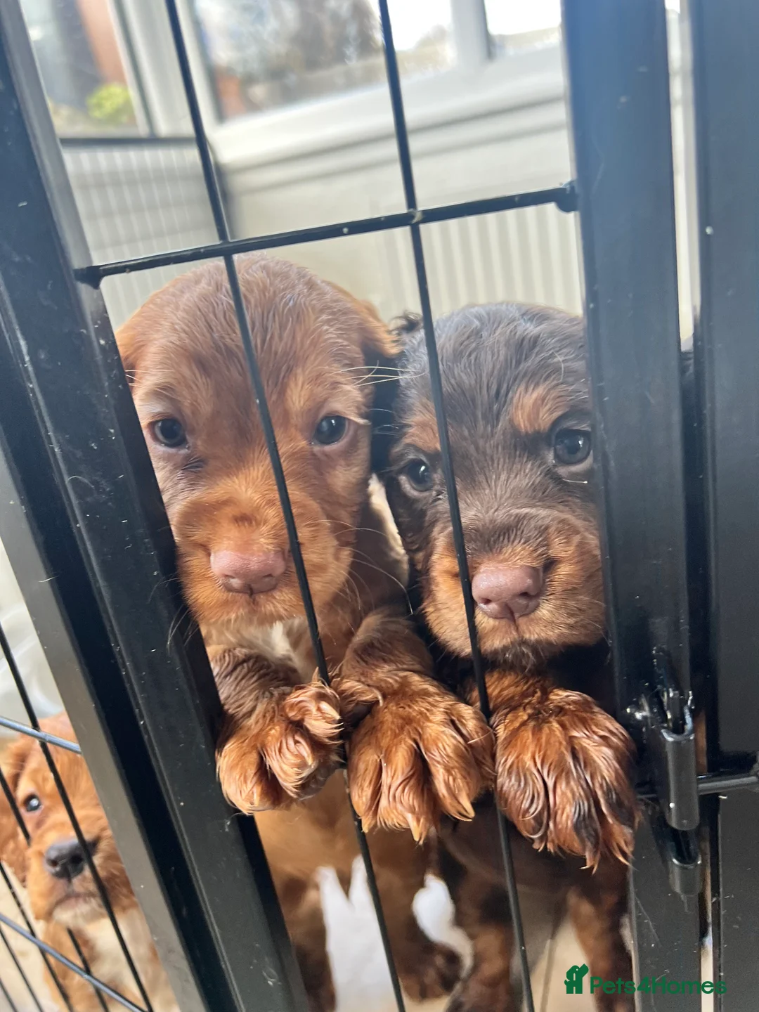 Cocker Spaniel dogs for sale: 5 beautiful KC registered cocker spaniel pups! in Glenrothes - Advert 1