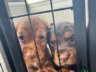 Cocker Spaniel dogs 5 beautiful KC registered cocker spaniel pups! - Advert 11
