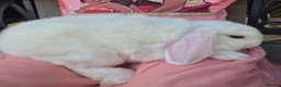 Mini Lop rabbits for sale: Gorgeous mini lop kits ready for new homes - Advert 8