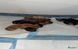 Cocker Spaniel dogs for sale: Amazing litter of 7 cocker spaniels  - Image 5