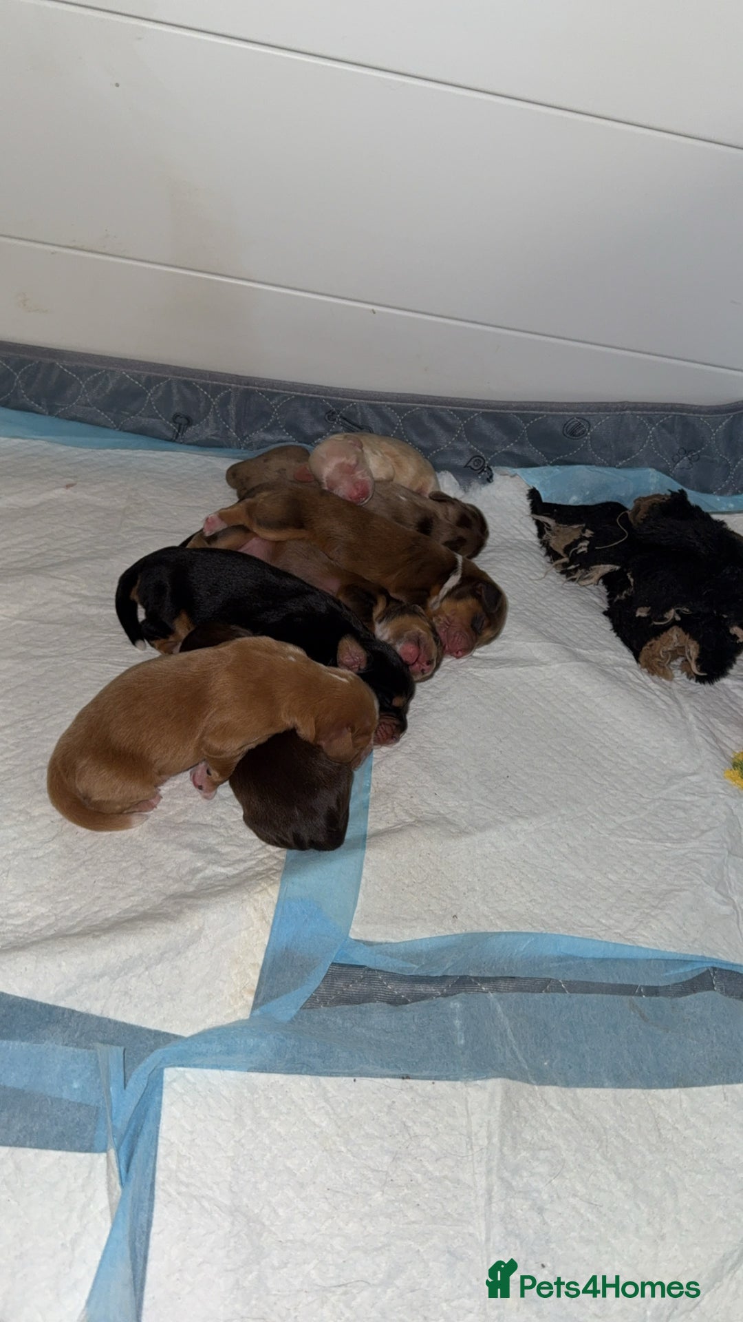 Cocker Spaniel dogs for sale: Amazing litter of 7 cocker spaniels  - Image 5