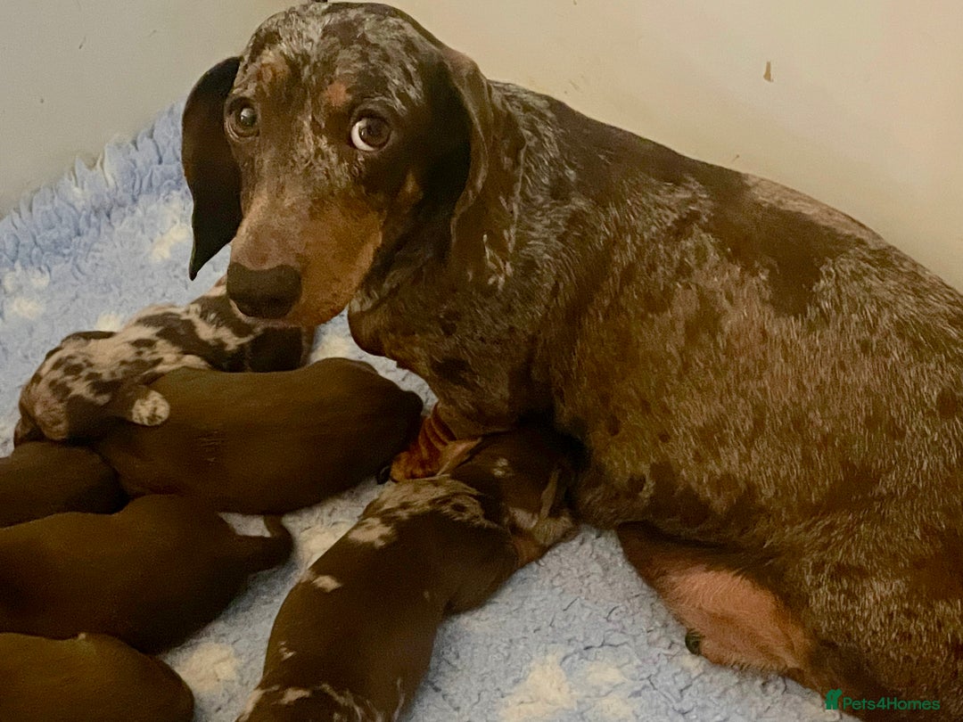 Miniature Dachshund dogs for sale: Mini Smooth Choc/Dapple & Choc/Tan Dachshund Pups - Image 8
