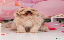 Mixed Breed dogs for sale: 5 Beautiful Cavapoo / Cockapoo puppies  - Image 3