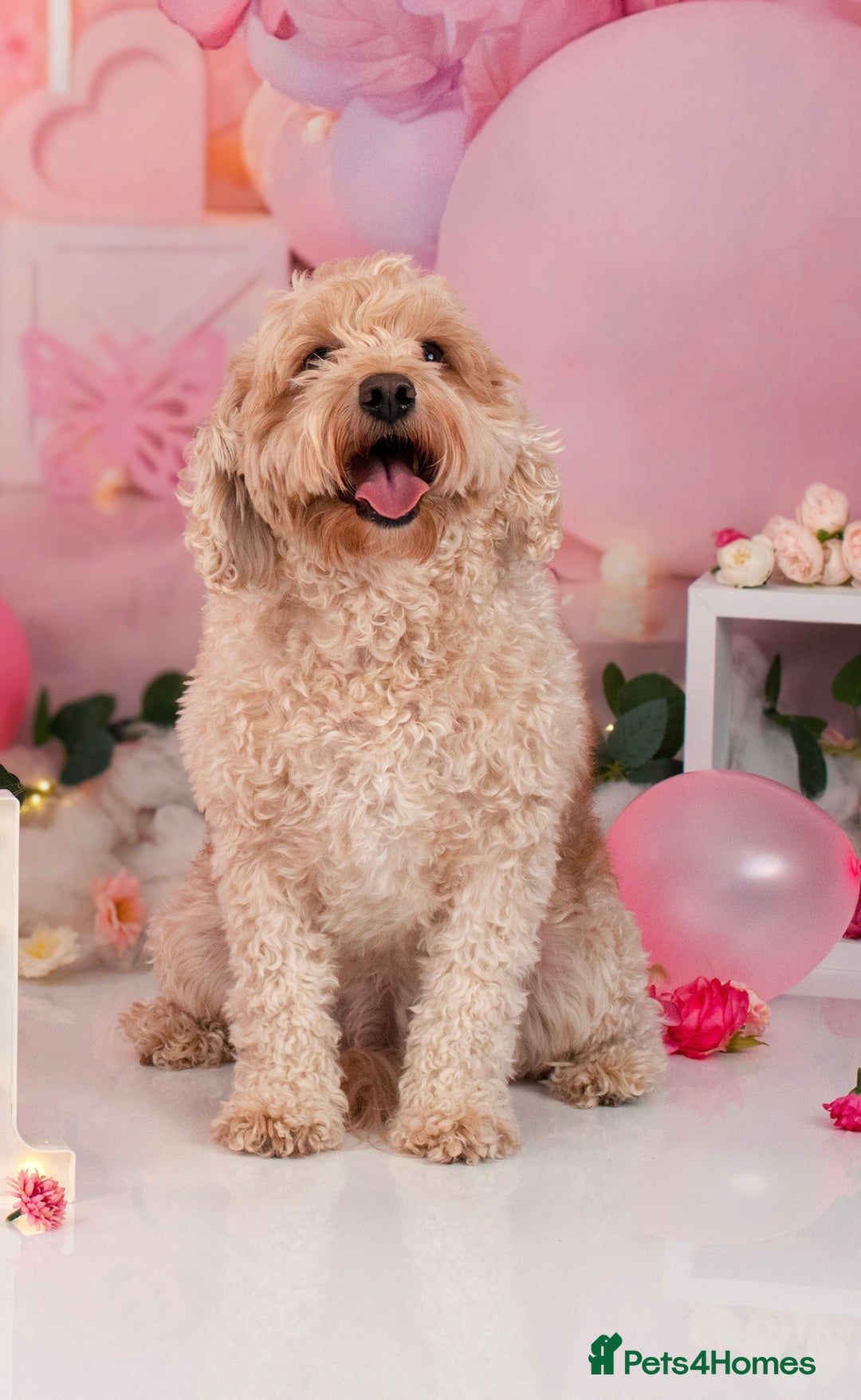 Mixed Breed dogs for sale: 5 Beautiful Cavapoo / Cockapoo puppies  - Image 3