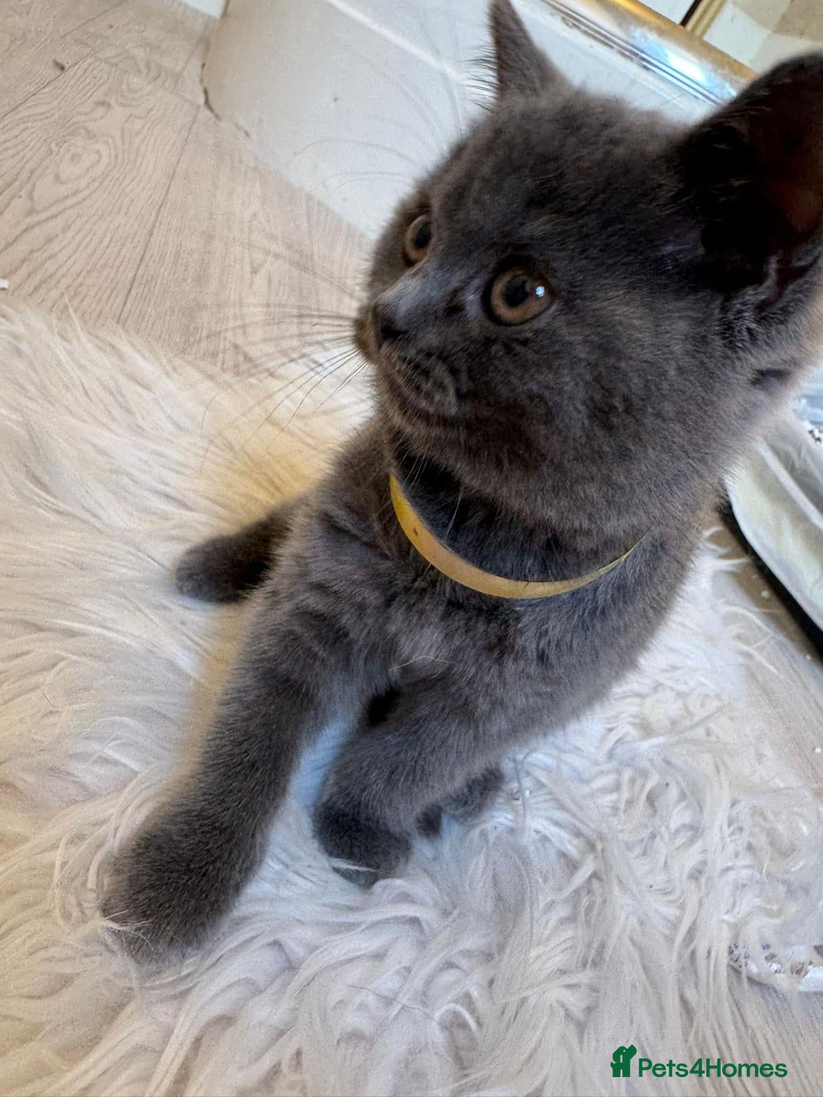 British Shorthair cats for sale: LOVELY BRITISH SHORTHAIR - Advert 5