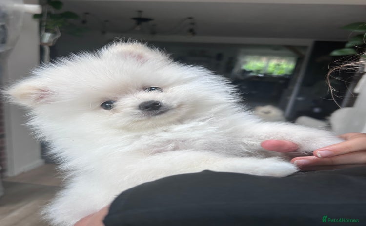 Pomeranian dogs - Advert 1