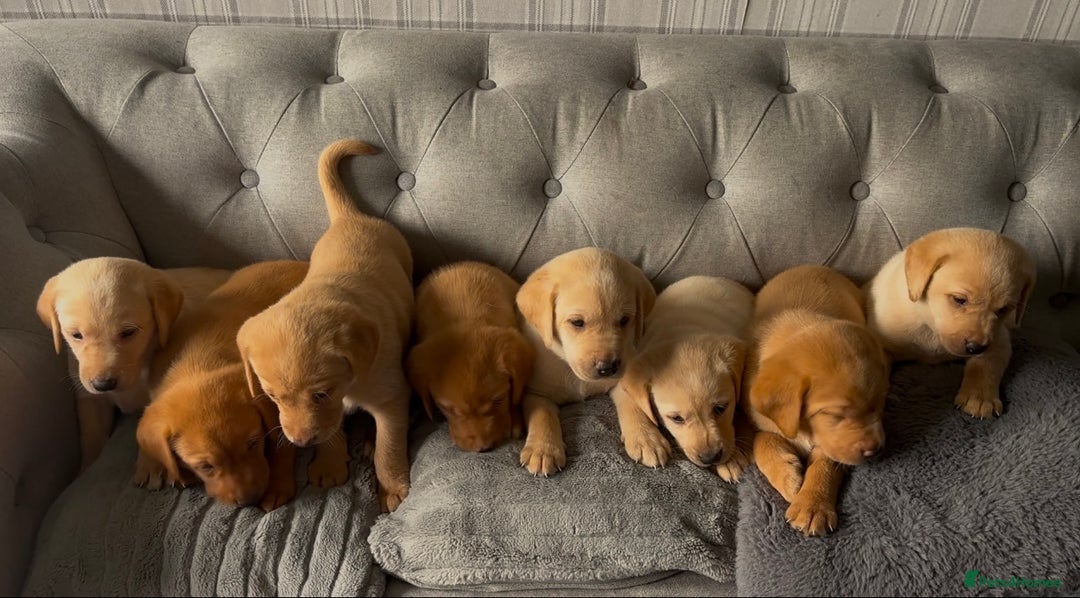 Labrador Retriever dogs for sale: Girl & Boy beautiful lab pups With paperwork  - Image 31