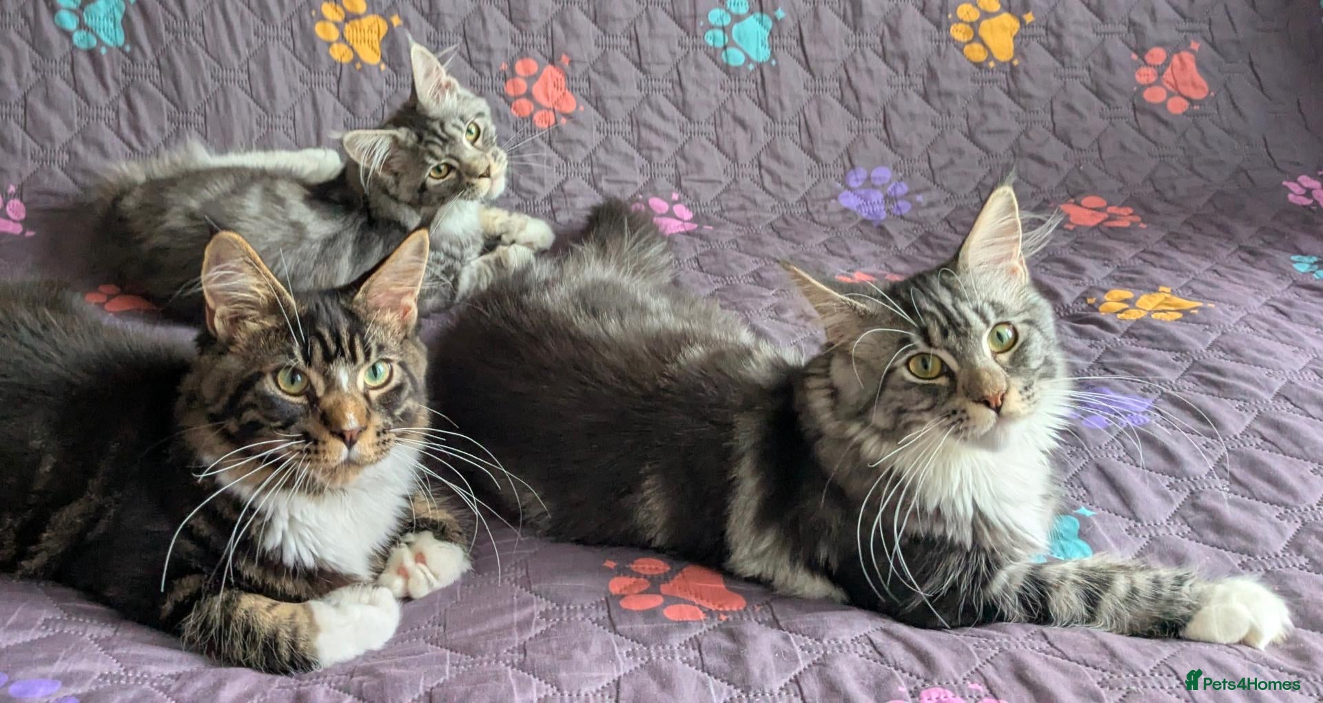 Maine Coon cats TICA Maine Coon Kittens | Champion Sired 🏆 - Advert 2