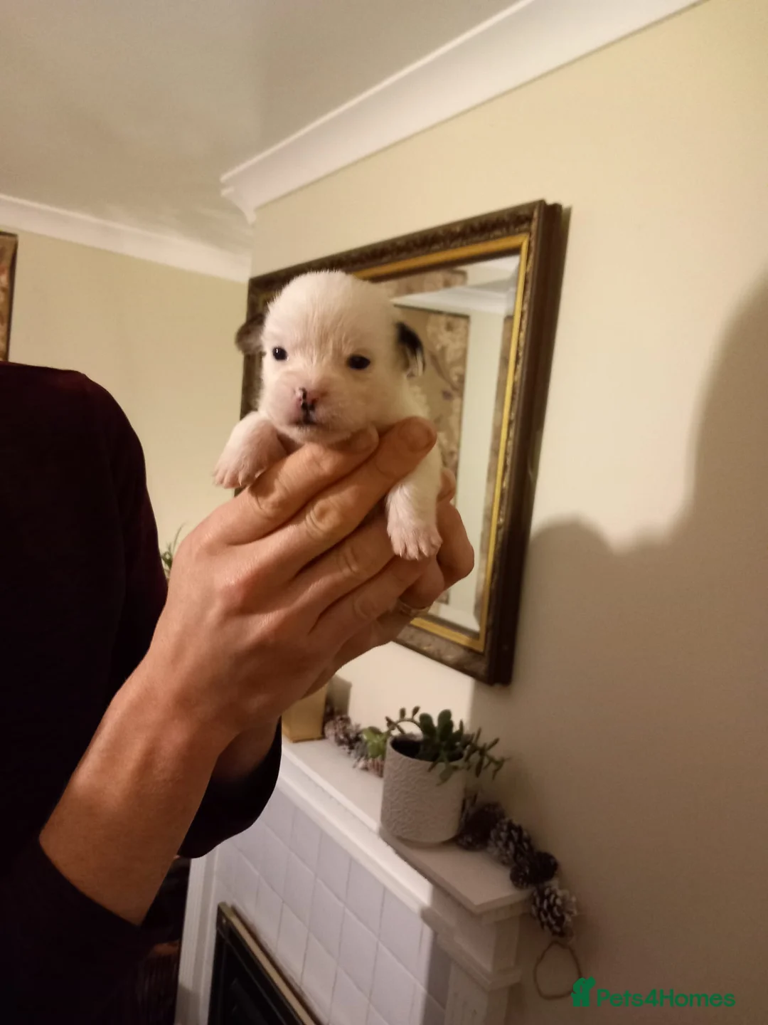 Mixed Breed dogs for sale: 2 Boy & 2 Girl- Jack Russell/Chihuahua x Shih Tzu - Advert 4