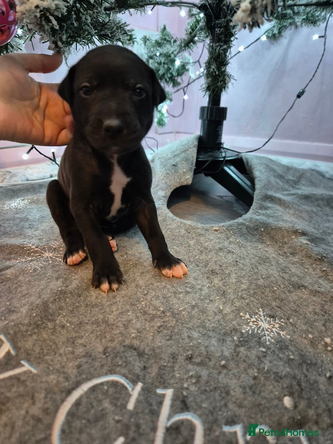 Mixed Breed dogs for sale: Gray bull hounds  - Advert 14