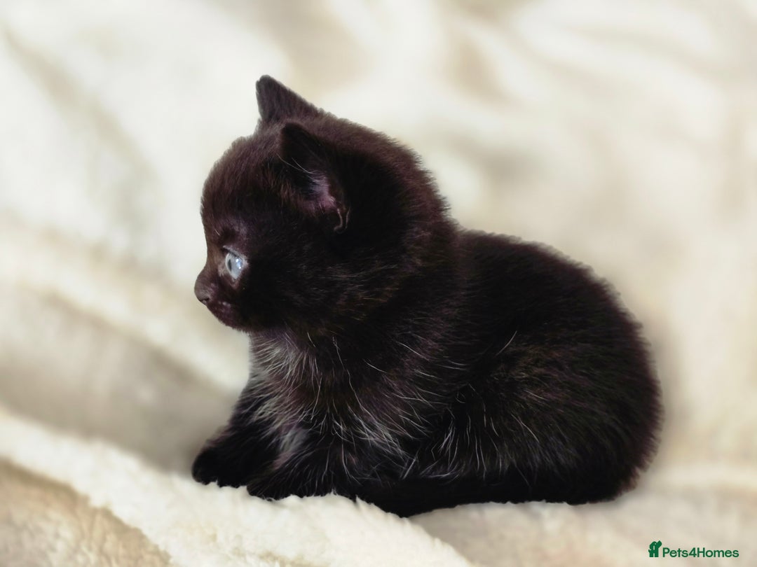 British Shorthair cats for sale: Black and tuxedo baby kittens in Bicester - Image 22