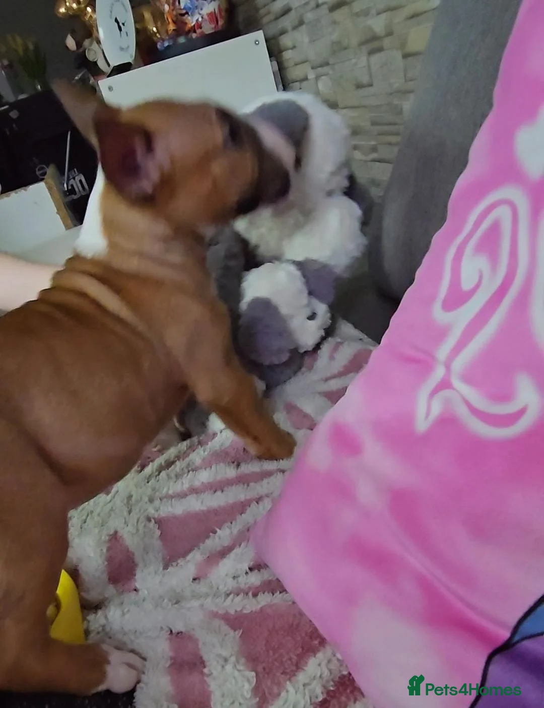 English Bull Terrier dogs for sale: Top Quality KC registered health checked - Advert 13