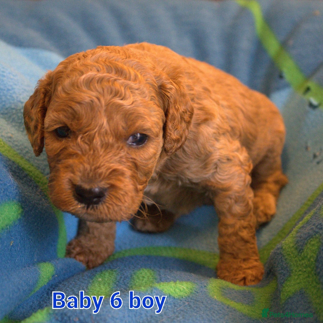 Mixed Breed dogs for sale: 4 boys 2 girls cavapoo x cockapoo puppies - Image 12