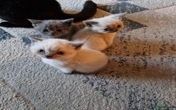British Shorthair cats for sale: Beutiful British shorthair kittens  - Image 1