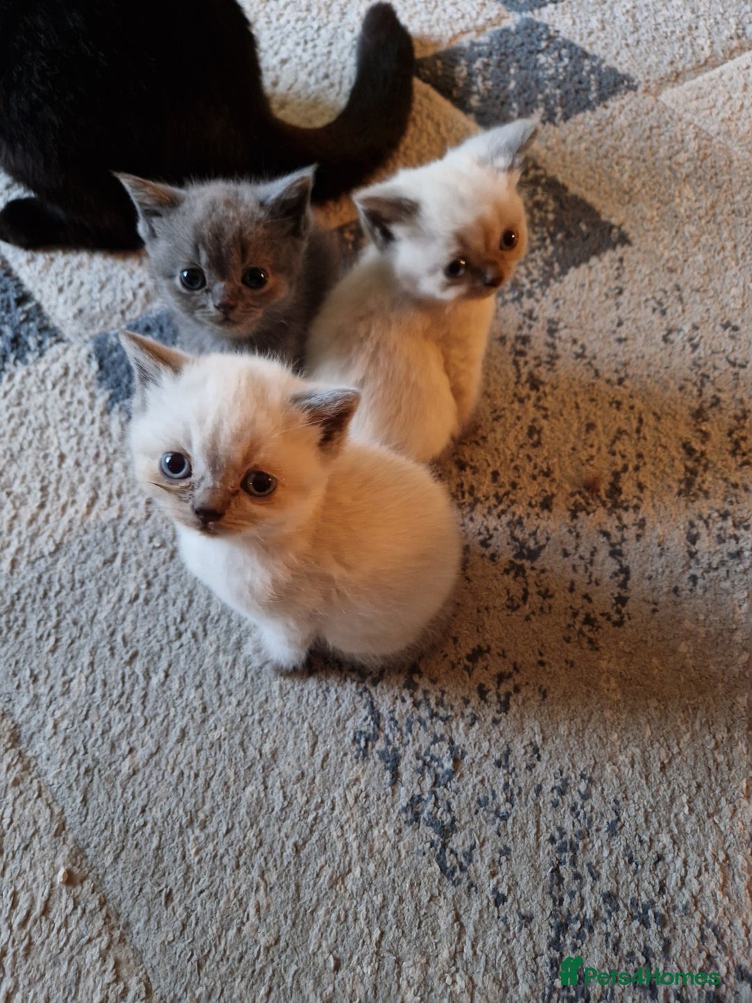 British Shorthair cats for sale: Beutiful British shorthair kittens  - Image 1