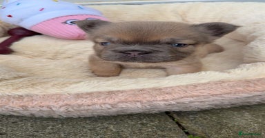 French Bulldog dogs - Advert 2