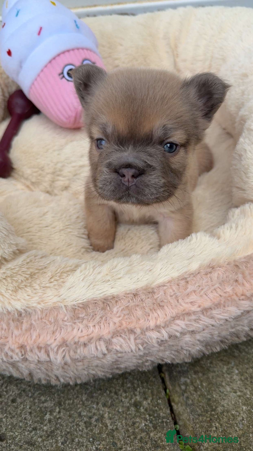 French Bulldog dogs for sale: Visual fluffy rope French bulldog puppies - Image 12
