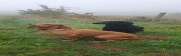Cocker Spaniel dogs for sale: Beautiful Red Working Cocker Spaniel Puppies - Advert 18