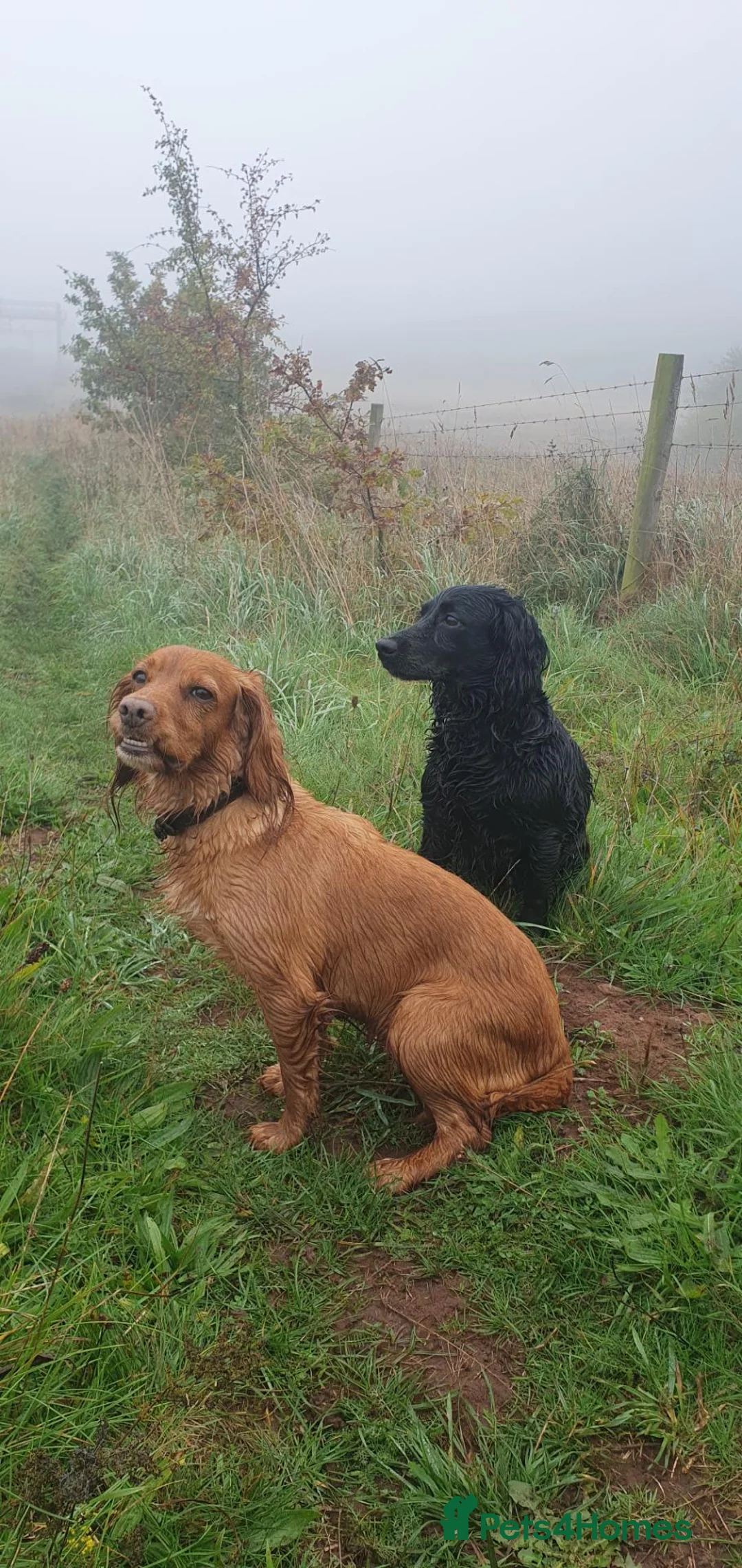 Cocker Spaniel dogs for sale: Beautiful Red Working Cocker Spaniel Puppies - Advert 18